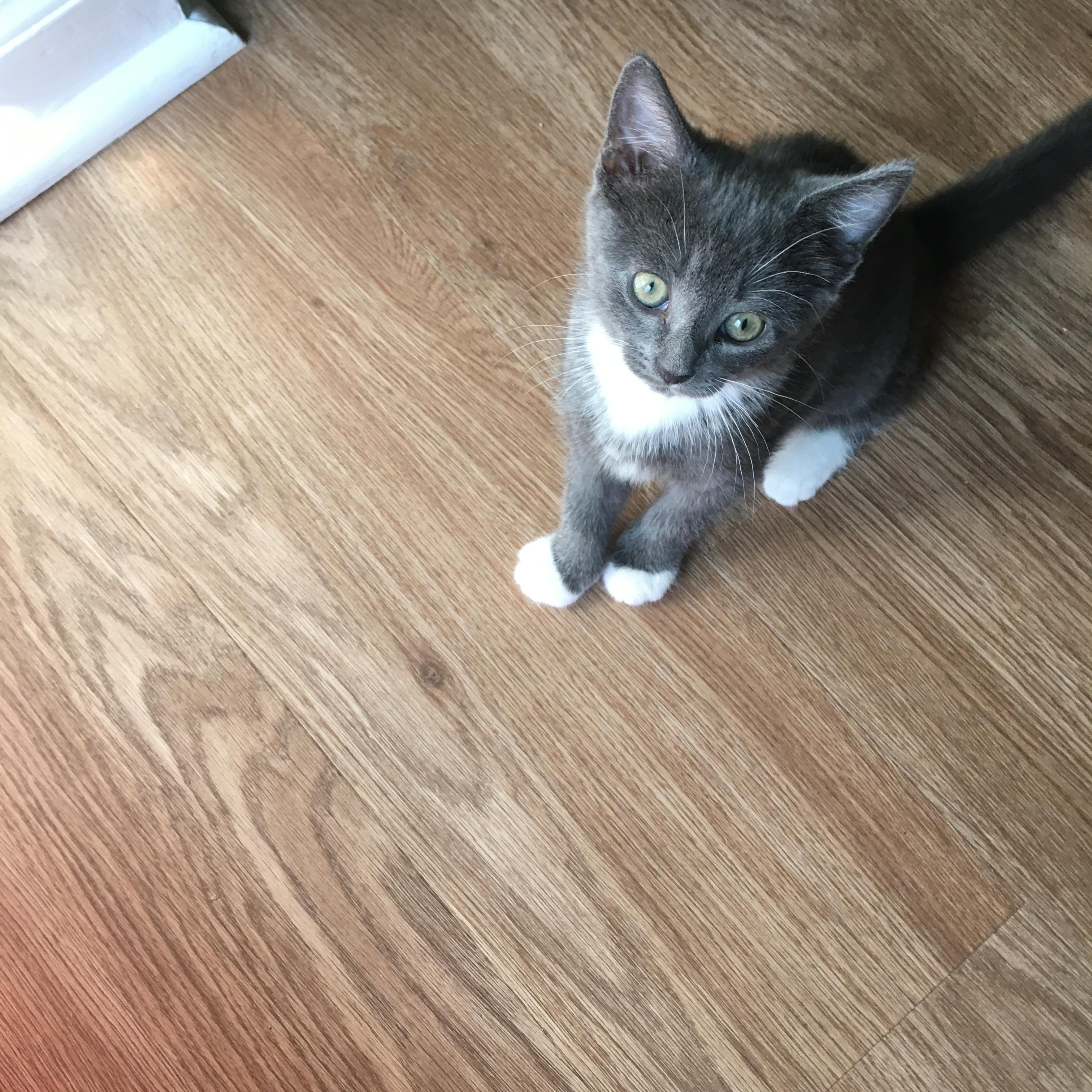 Murphy and Molly, Adoptable, Kitten Female Tuxedo.