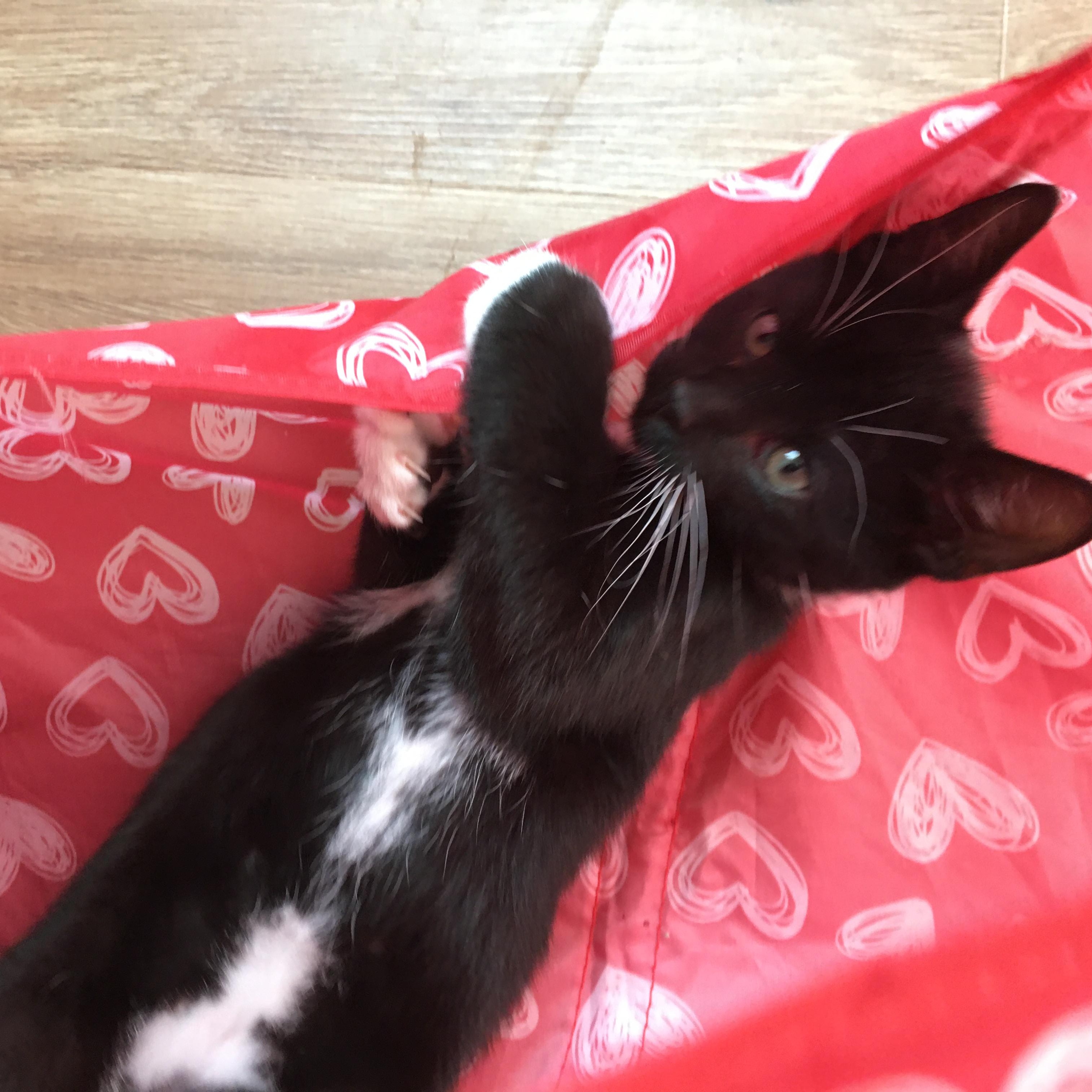 Murphy , Adoptable, Kitten Female Tuxedo.