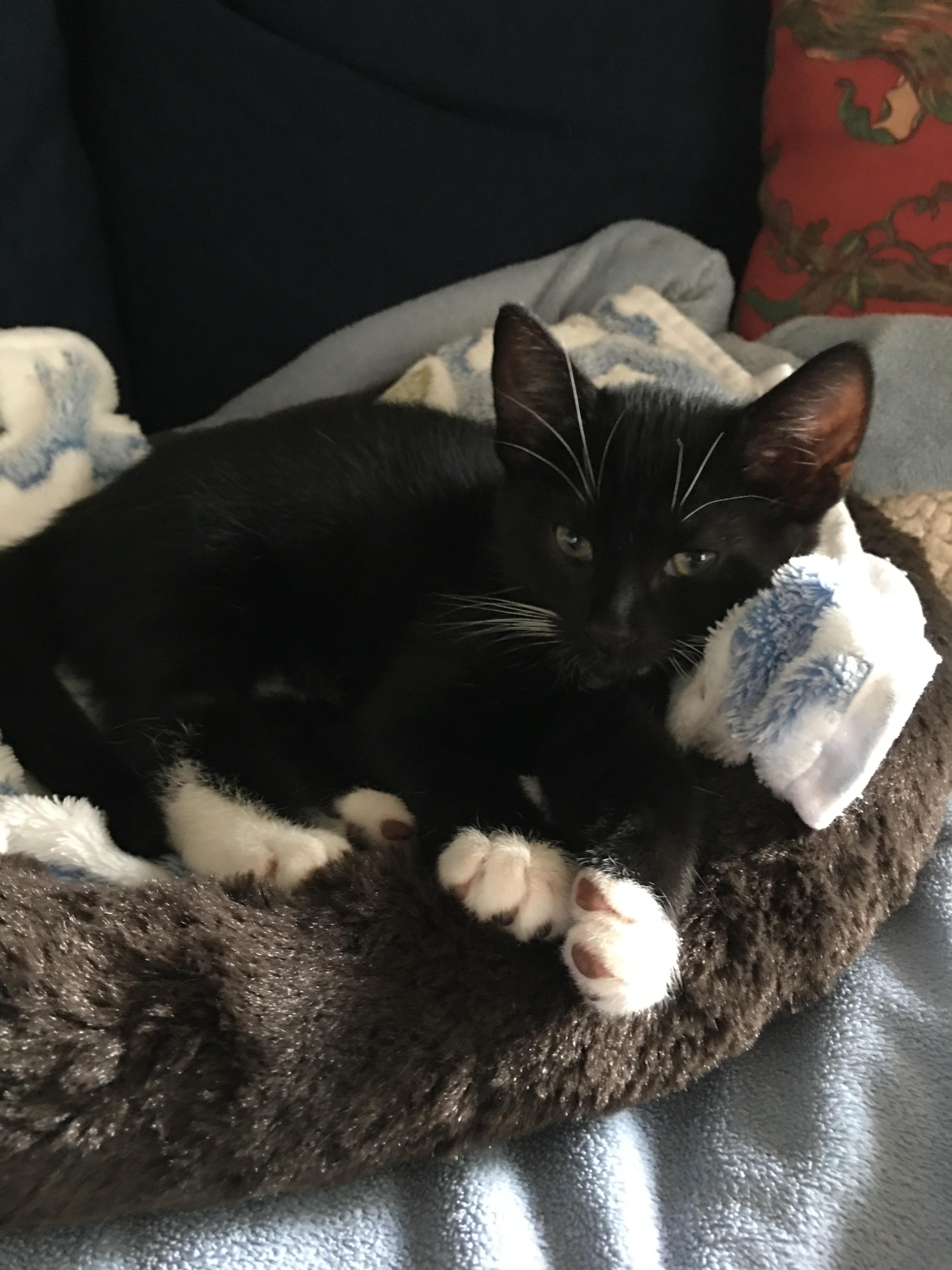 Enlarge Murphy and Molly, a Adoptable Tuxedo in Charlotte, NC image 4/5
