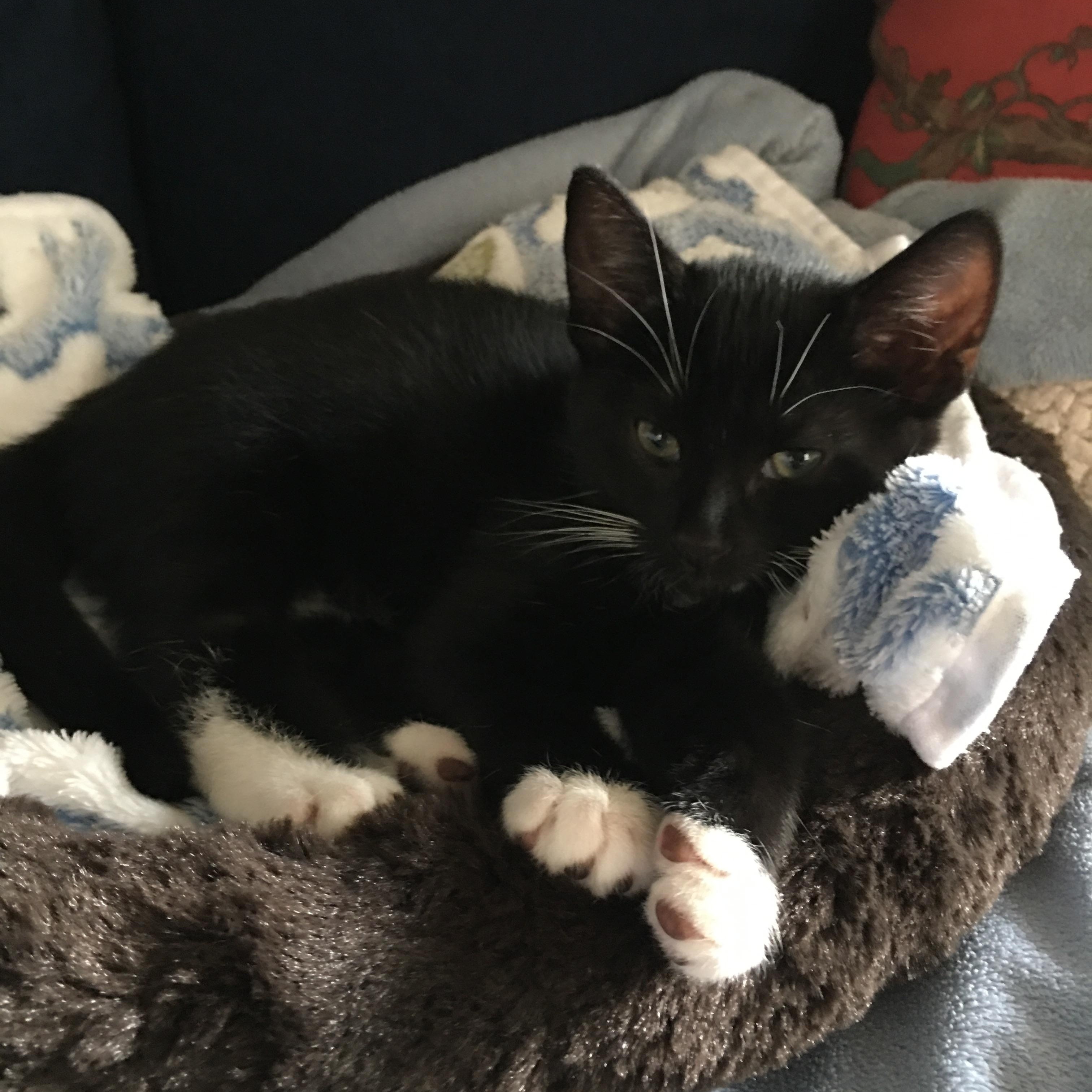 Enlarge Murphy and Molly, a Adoptable Tuxedo in Charlotte, NC image 3/5