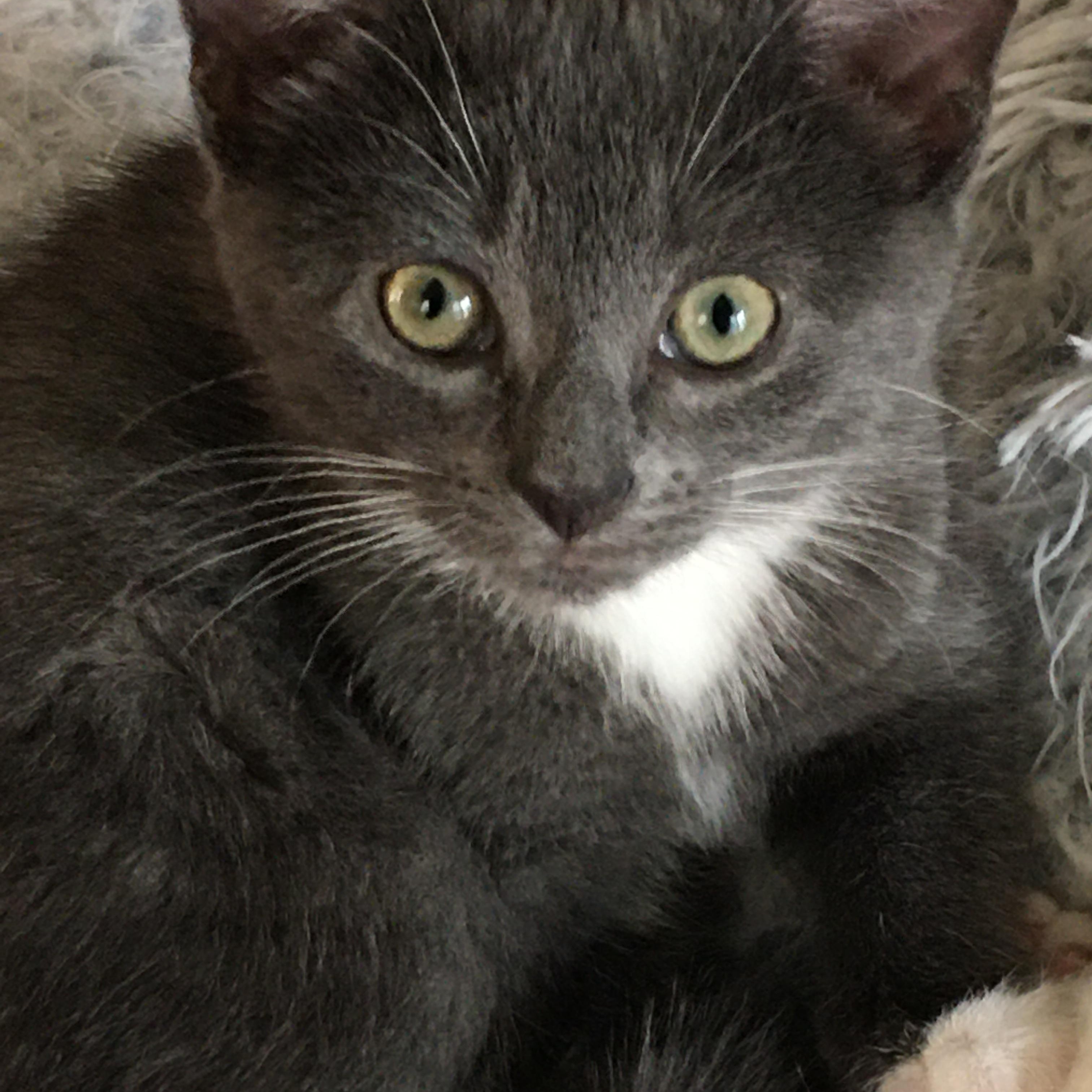 Enlarge Murphy and Molly, a Adoptable Tuxedo in Charlotte, NC image 5/5