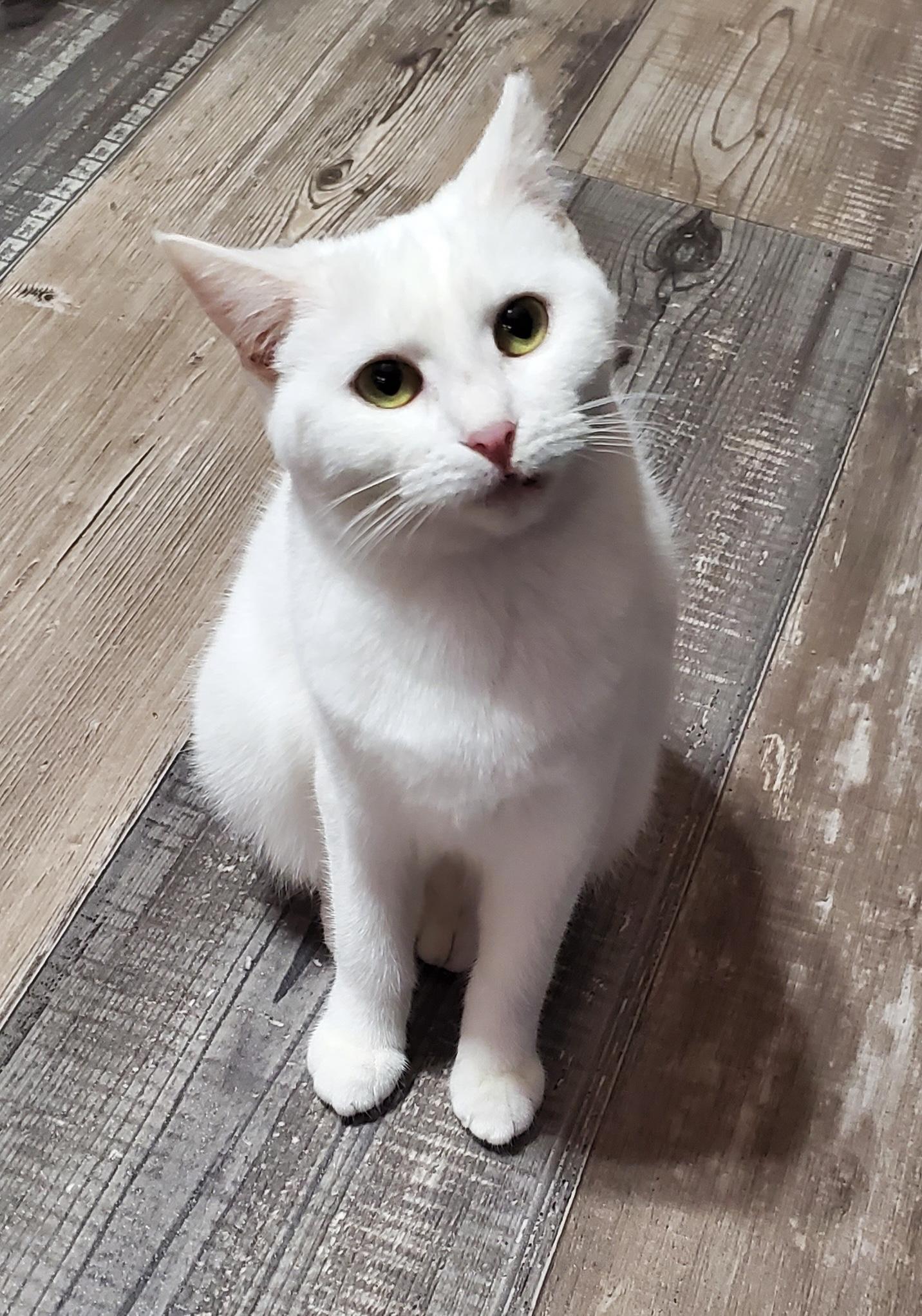 Enlarge Ghost, a Adopted Domestic Short Hair in Crowley, TX image 1/5