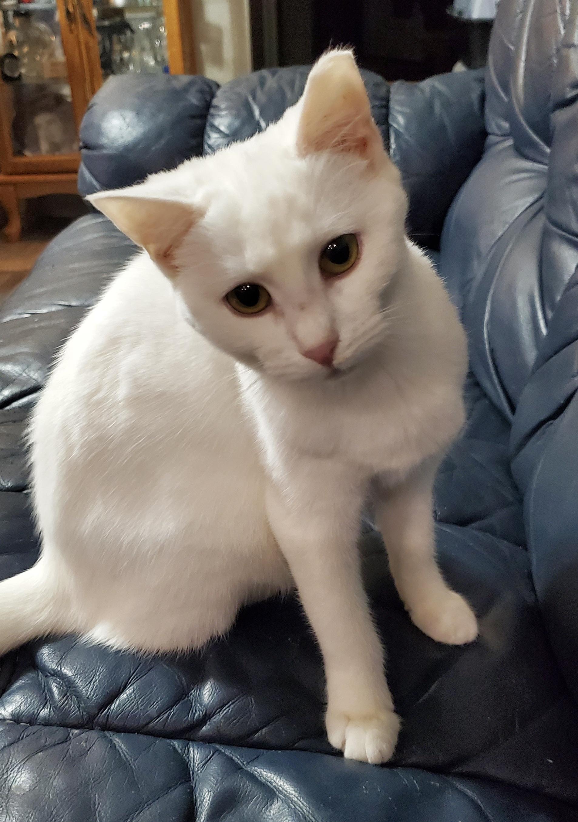 Enlarge Ghost, a Adopted Domestic Short Hair in Crowley, TX image 4/5