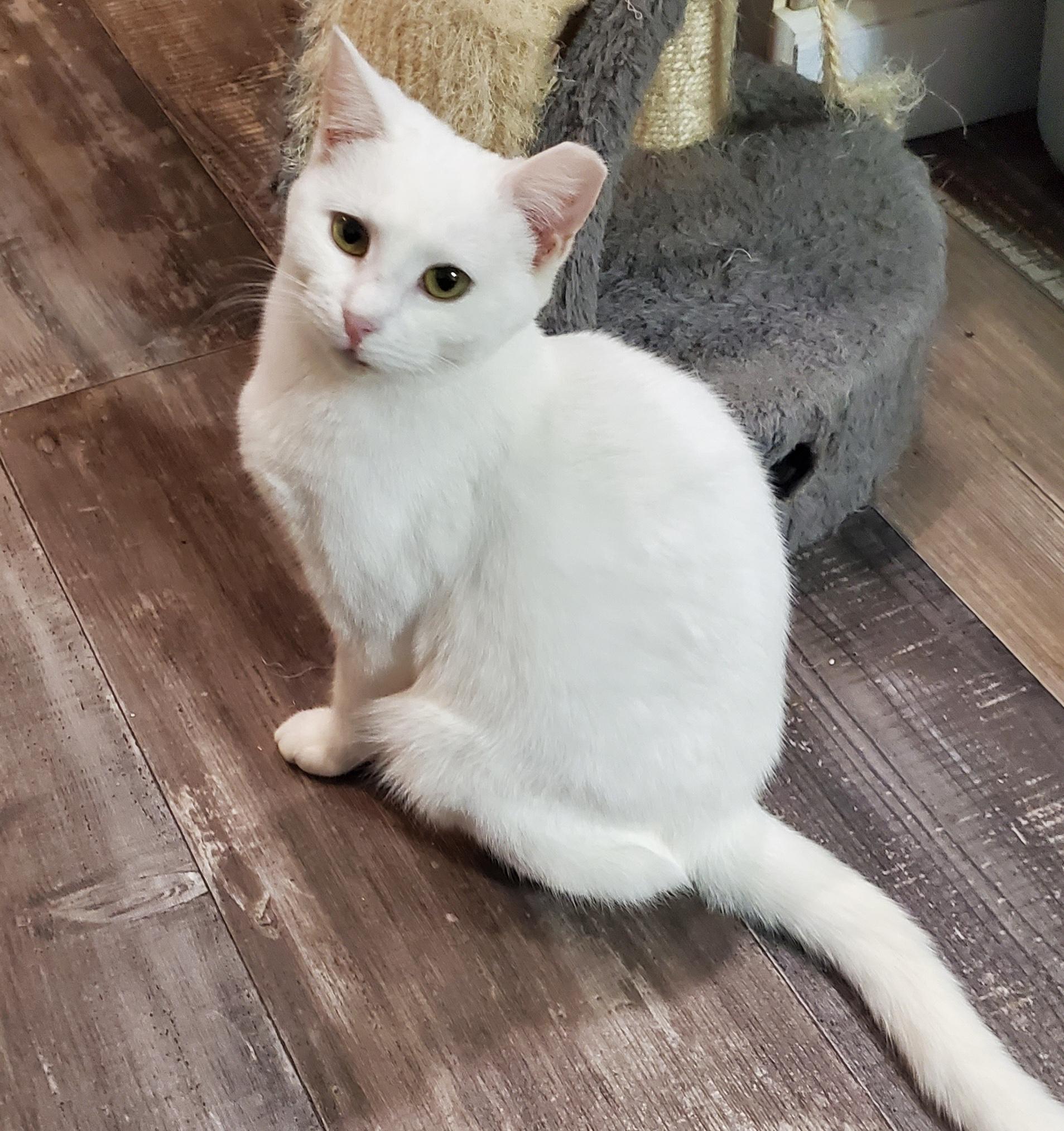 Enlarge Ghost, a Adopted Domestic Short Hair in Crowley, TX image 5/5