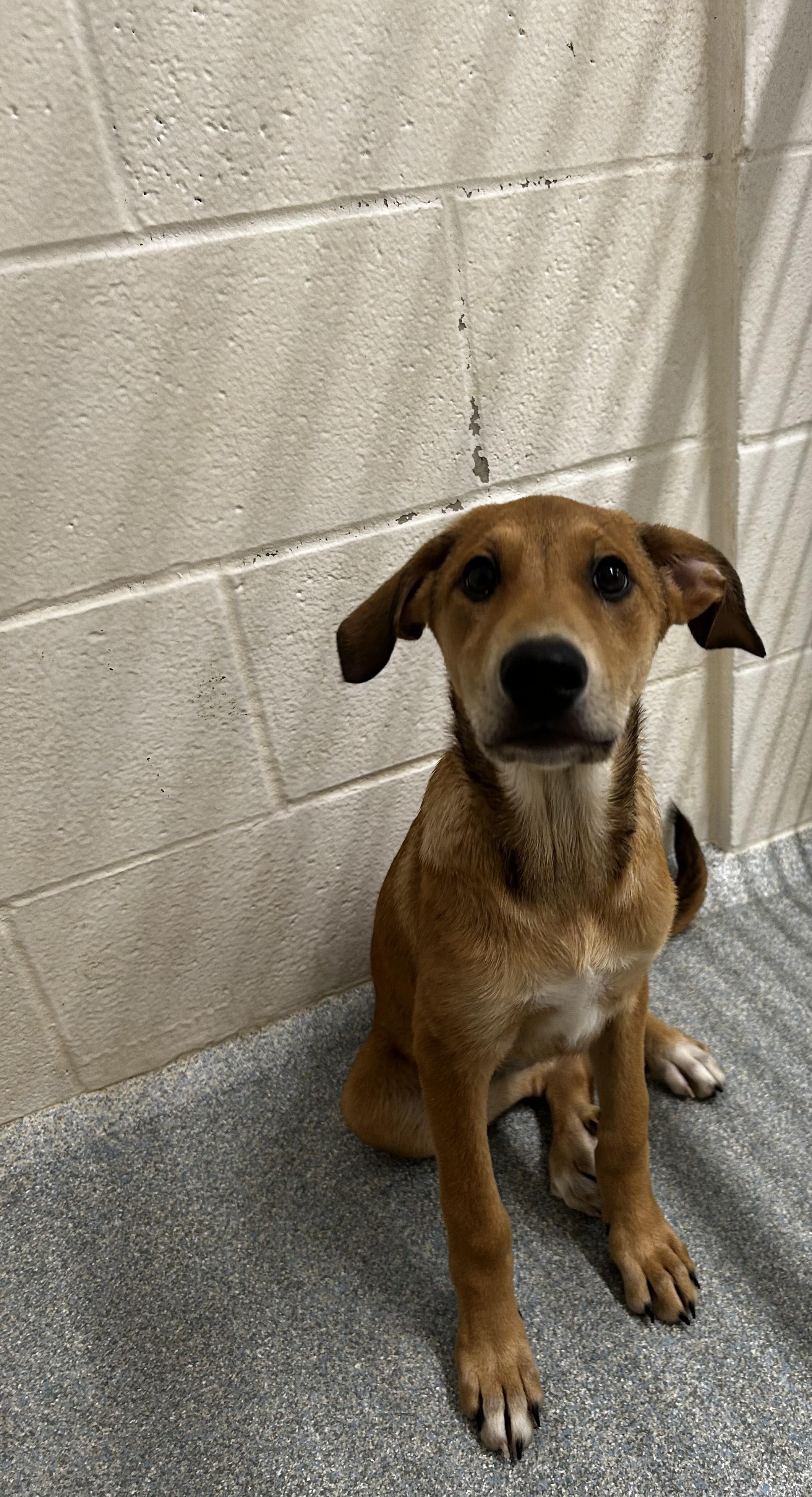 Rose, adopted, Young Female Mixed Breed.