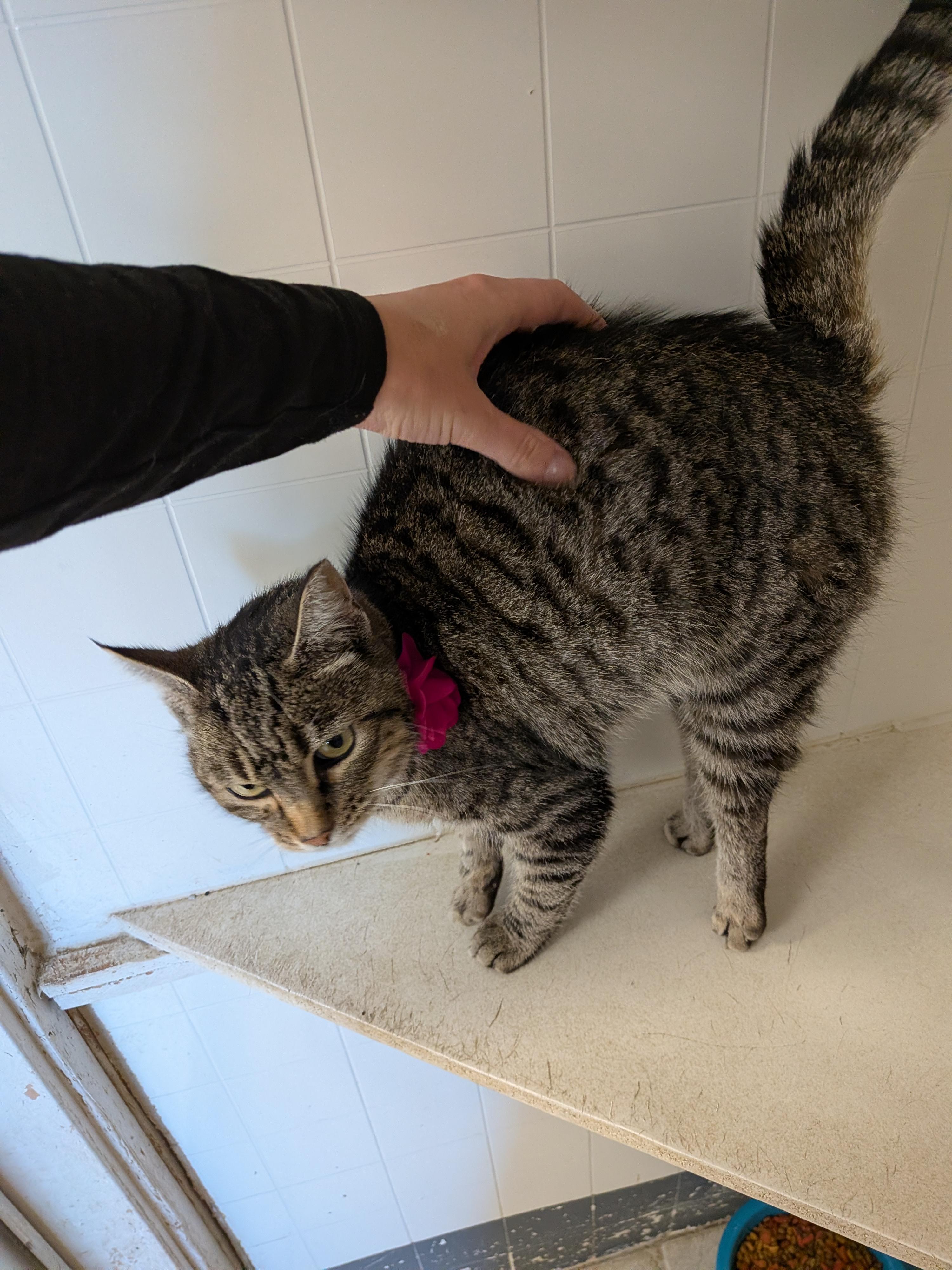 Enlarge Padme, a Adoptable Tabby in Hermiston, OR image 2/2