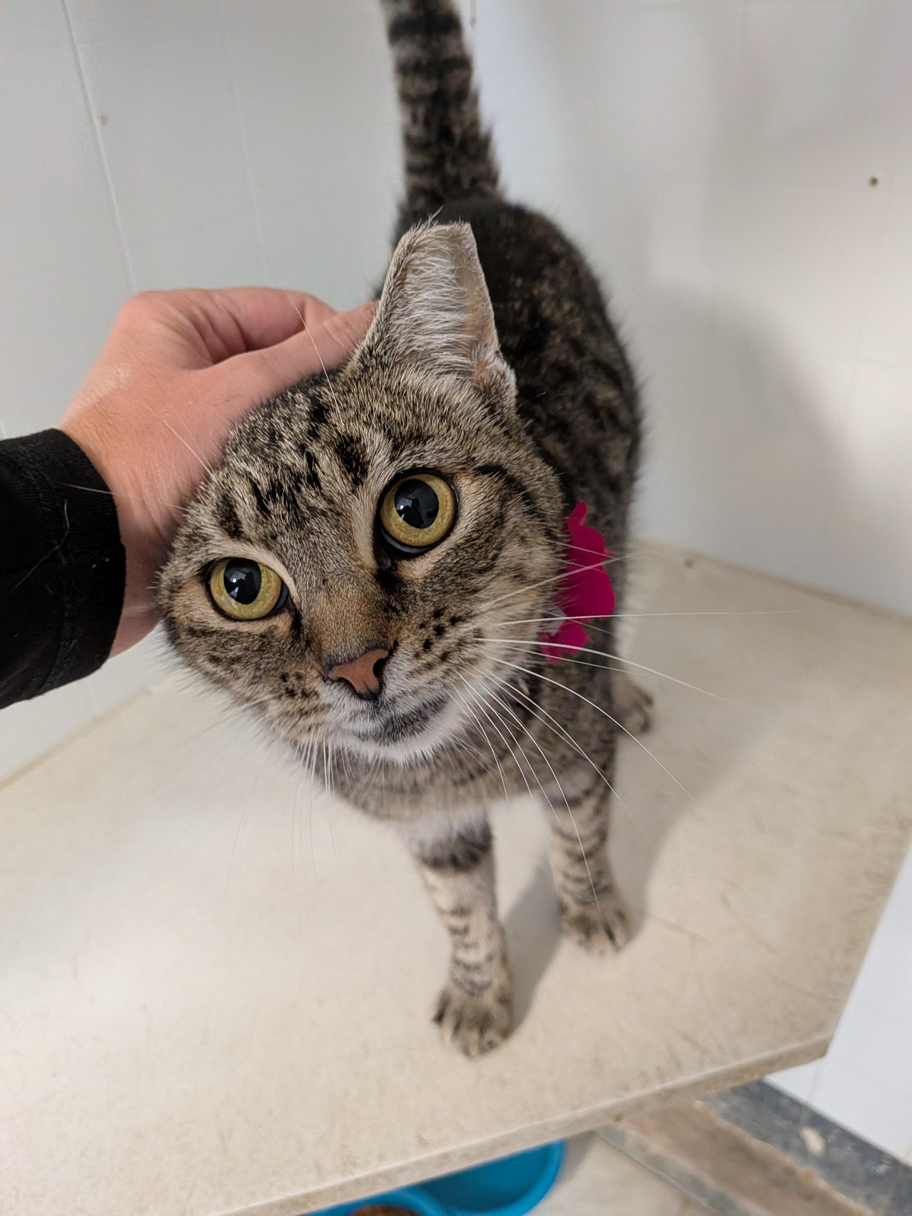 Padme, Adoptable, Young Female Tabby.