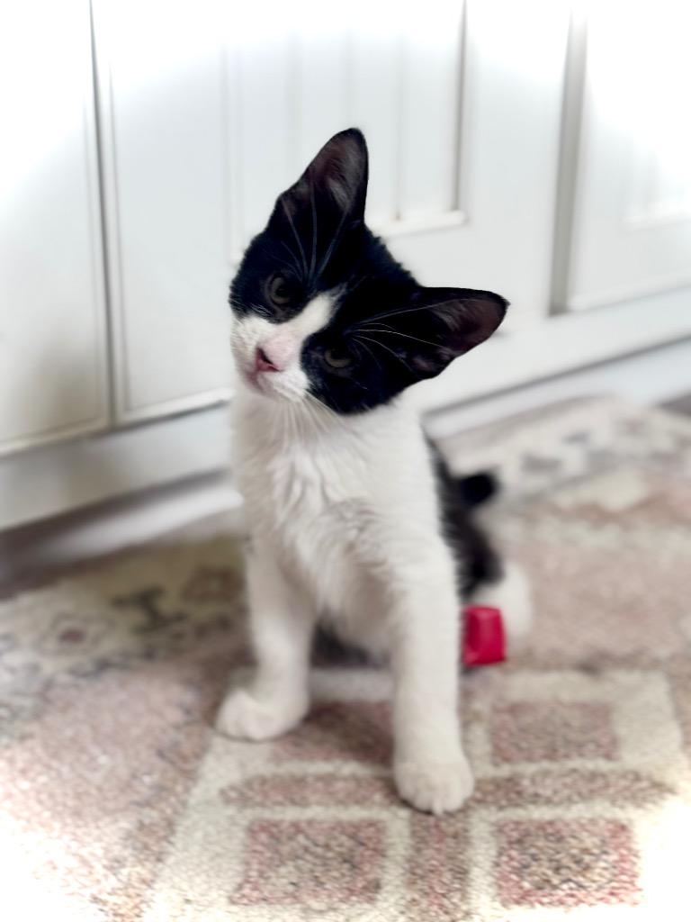 6/13/26 Lieutenant Dan, Adopted, Kitten Male Domestic Short Hair.