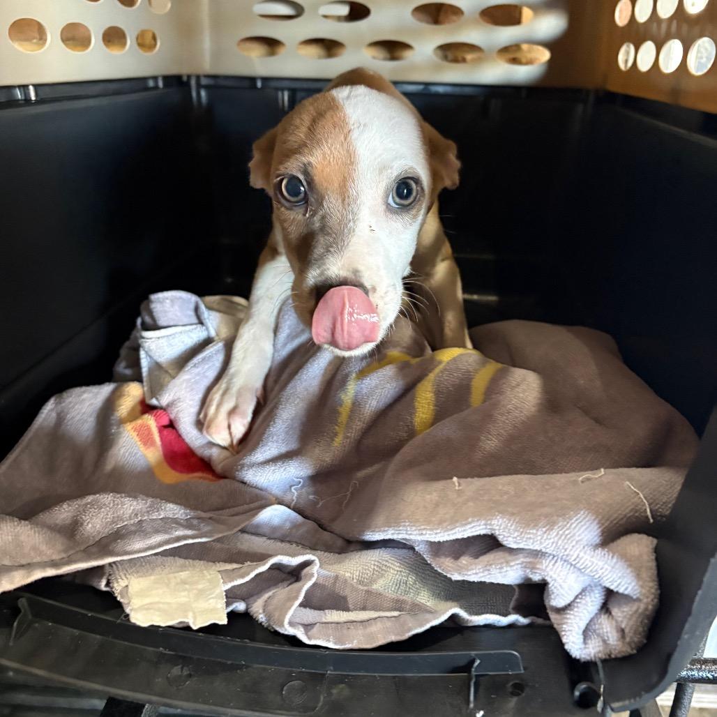 Quinn — thumbnail 2