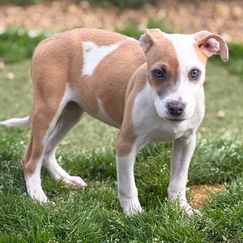 Quinn — thumbnail 3