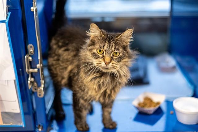 Enlarge SORAYA, a Adoptable Domestic Medium Hair in Westminster, MD image 1/1