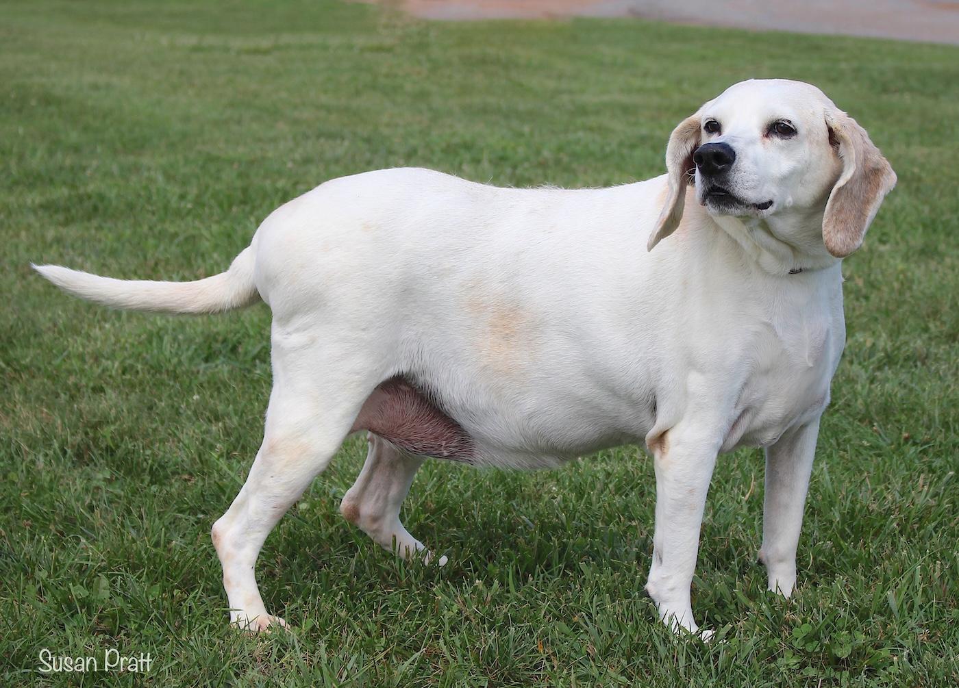 Enlarge Biscuit, a ADOPTABLE mixed breed in Bedford, VA image 2/3