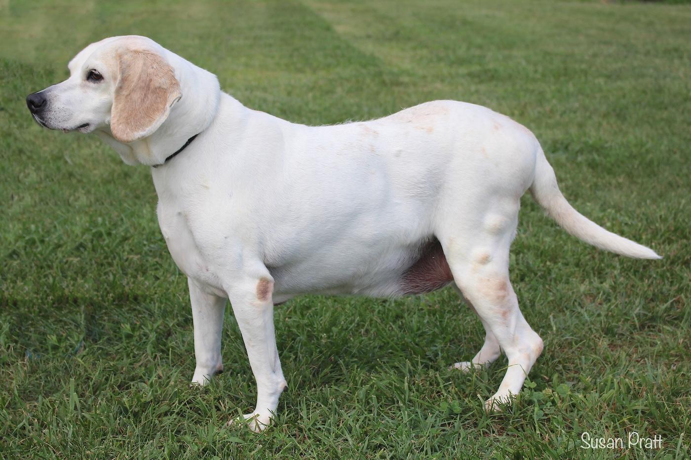Enlarge Biscuit, a ADOPTABLE mixed breed in Bedford, VA image 3/3