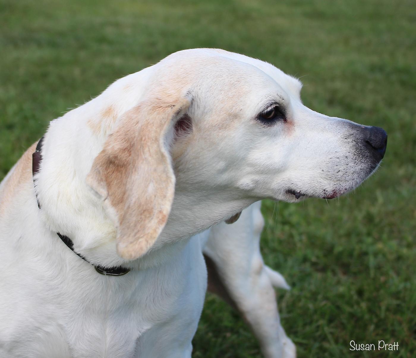 Biscuit, ADOPTABLE, Senior Female Foxhound.