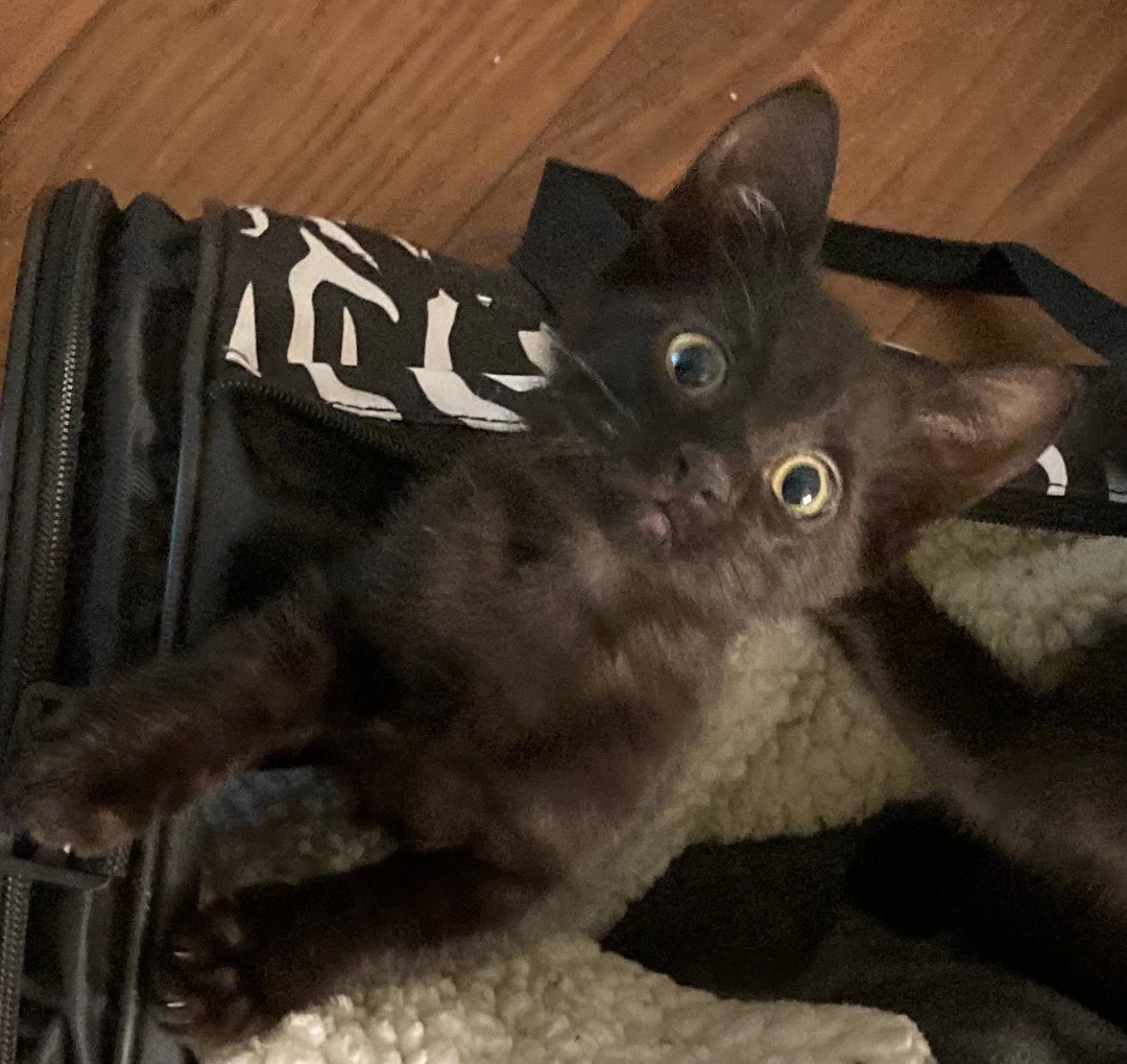 Danny, a Adoptable Domestic Short Hair in Tustin, CA image 1/12