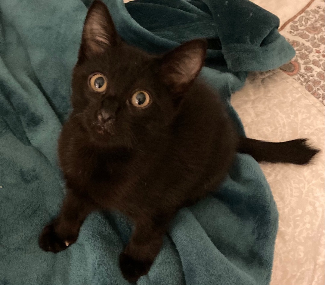 Danny, a Adoptable Domestic Short Hair in Tustin, CA image 2/12