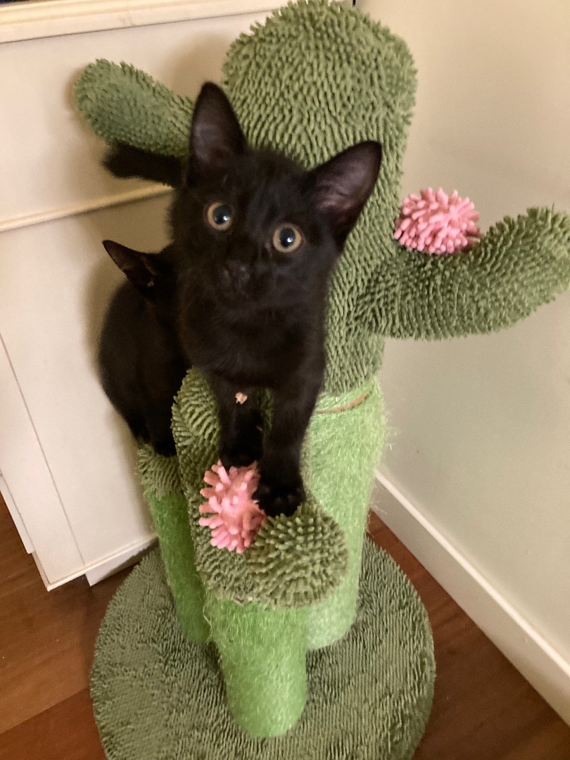 Danny, a Adoptable Domestic Short Hair in Tustin, CA image 3/12