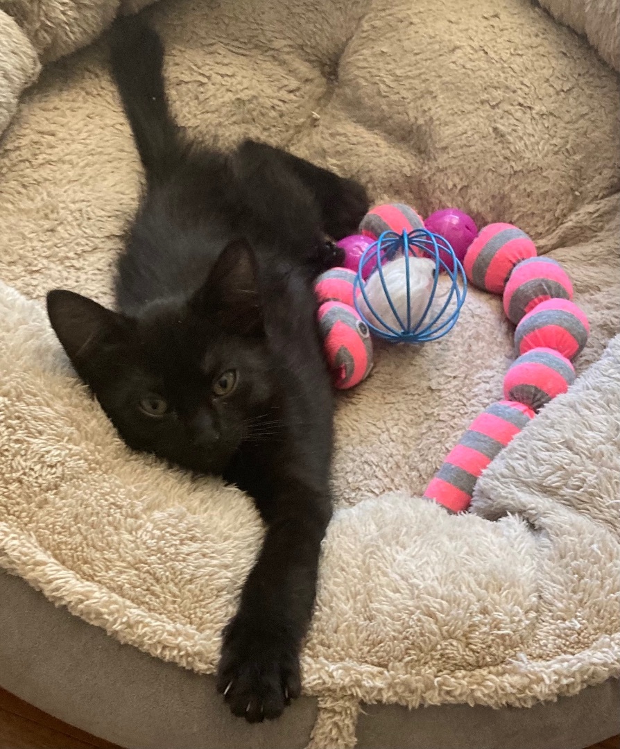 Danny, a Adoptable Domestic Short Hair in Tustin, CA image 4/12