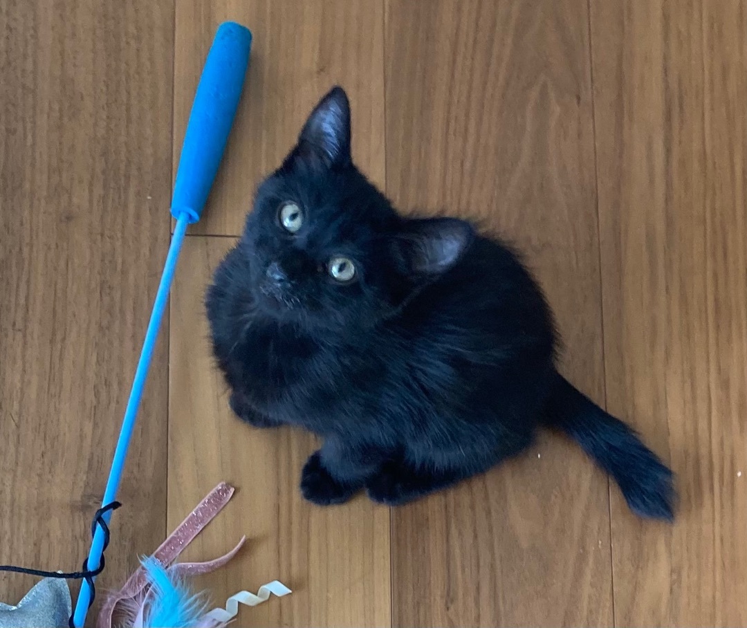 Danny, a Adoptable Domestic Short Hair in Tustin, CA image 5/12