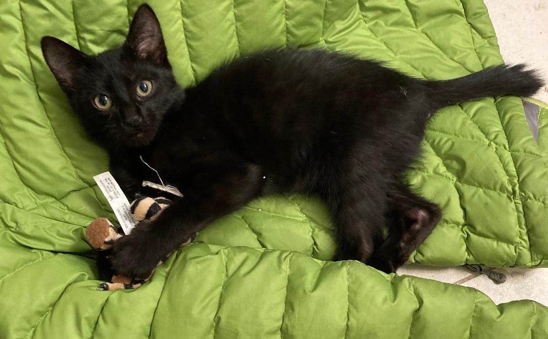 Danny, a Adoptable Domestic Short Hair in Tustin, CA image 6/12