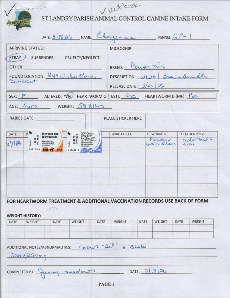Cheyenne, Adoptable, Young Female Pointer.