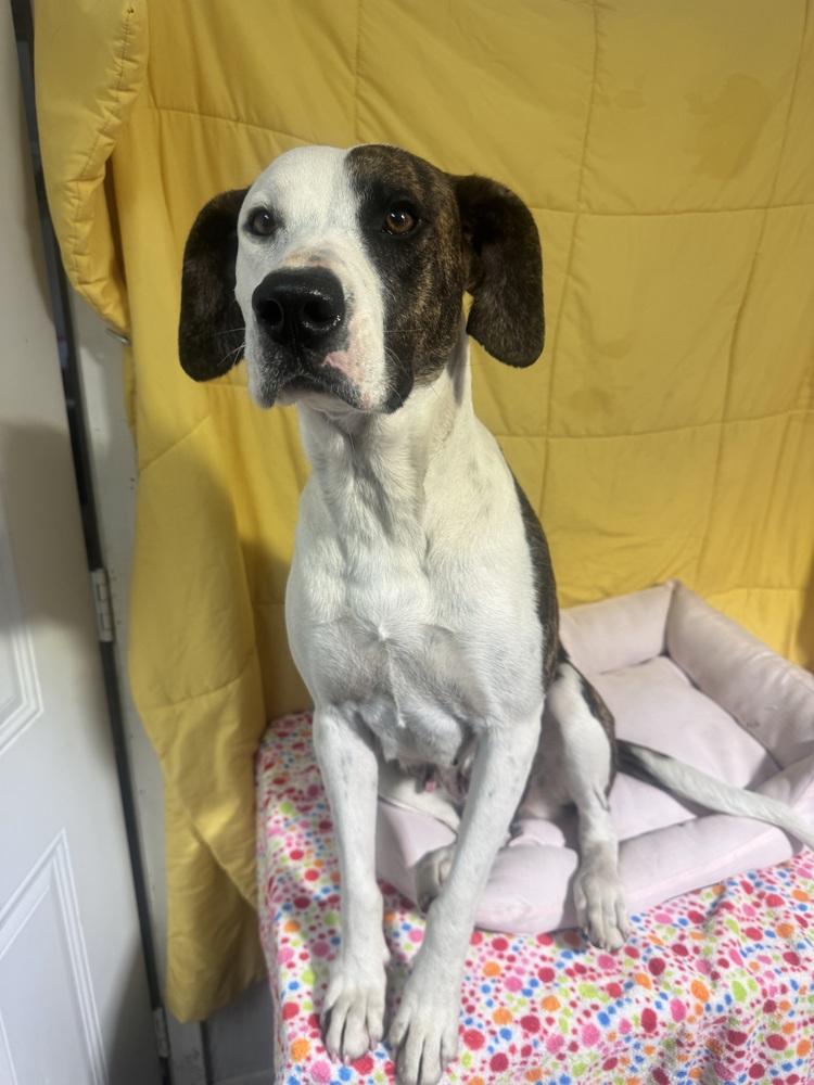 Enlarge Cheyenne, a Adoptable mixed breed in Opelousas, LA image 2/2