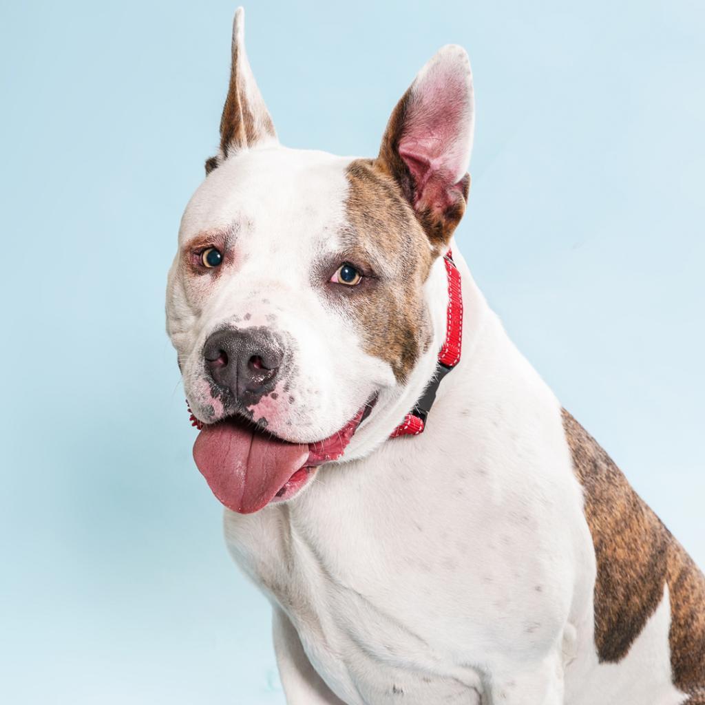 Rock, a Adoptable Mixed Breed in Los Angeles, CA image 1/6