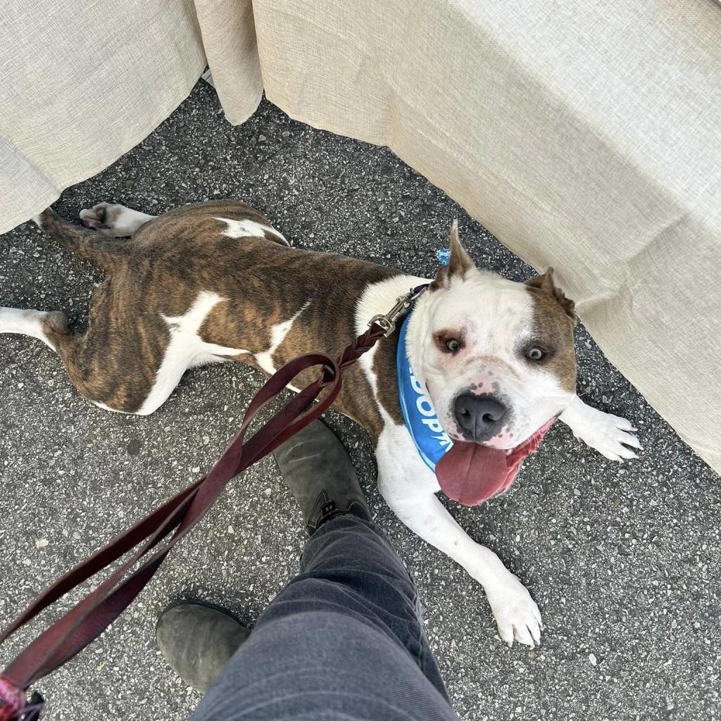 Rock, a Adoptable Mixed Breed in Los Angeles, CA image 2/6