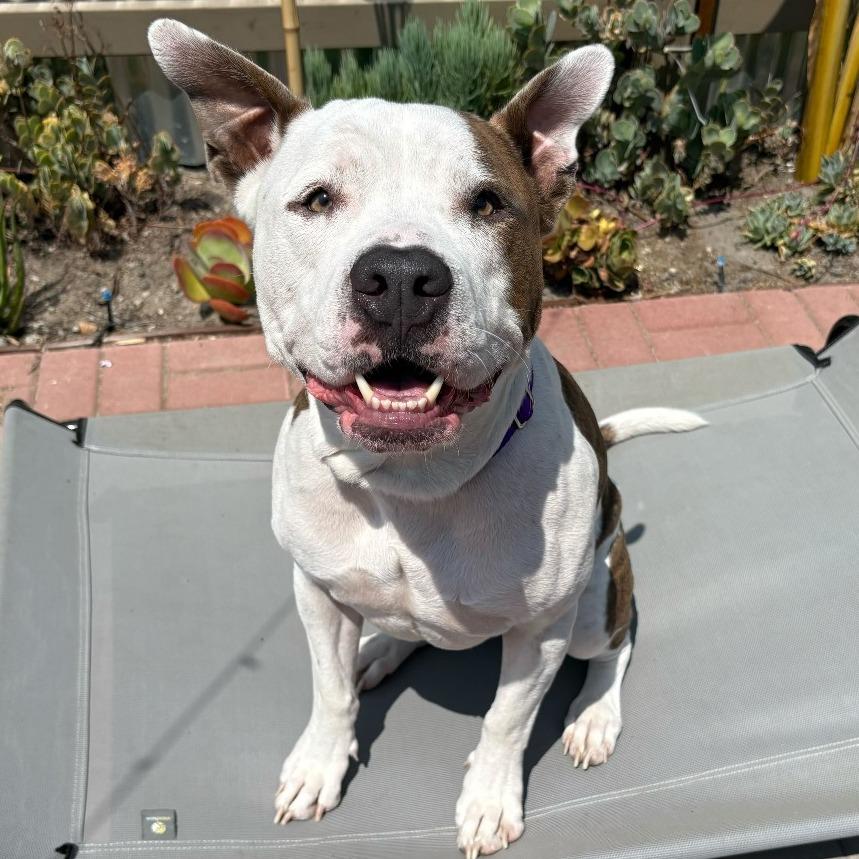 Rock, a Adoptable Mixed Breed in Los Angeles, CA image 6/6