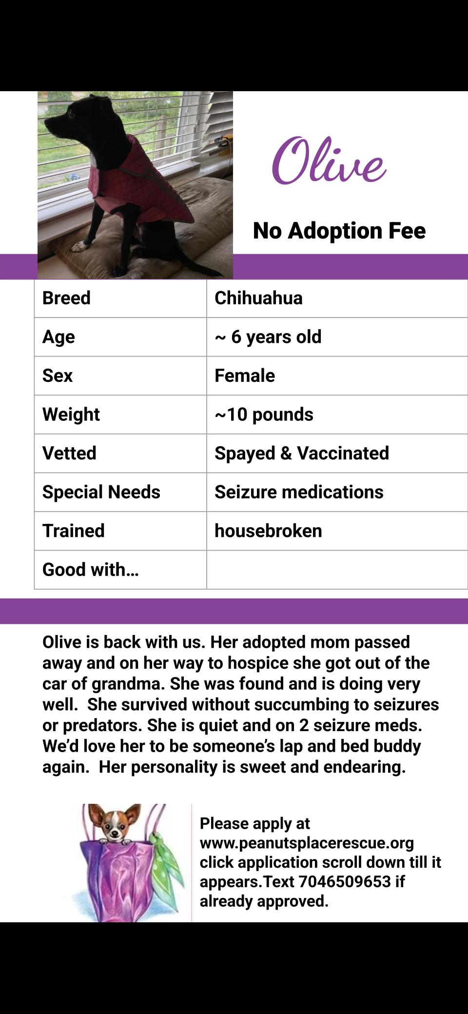 Olive, a ADOPTABLE Chihuahua in Matthews, NC image 2/2