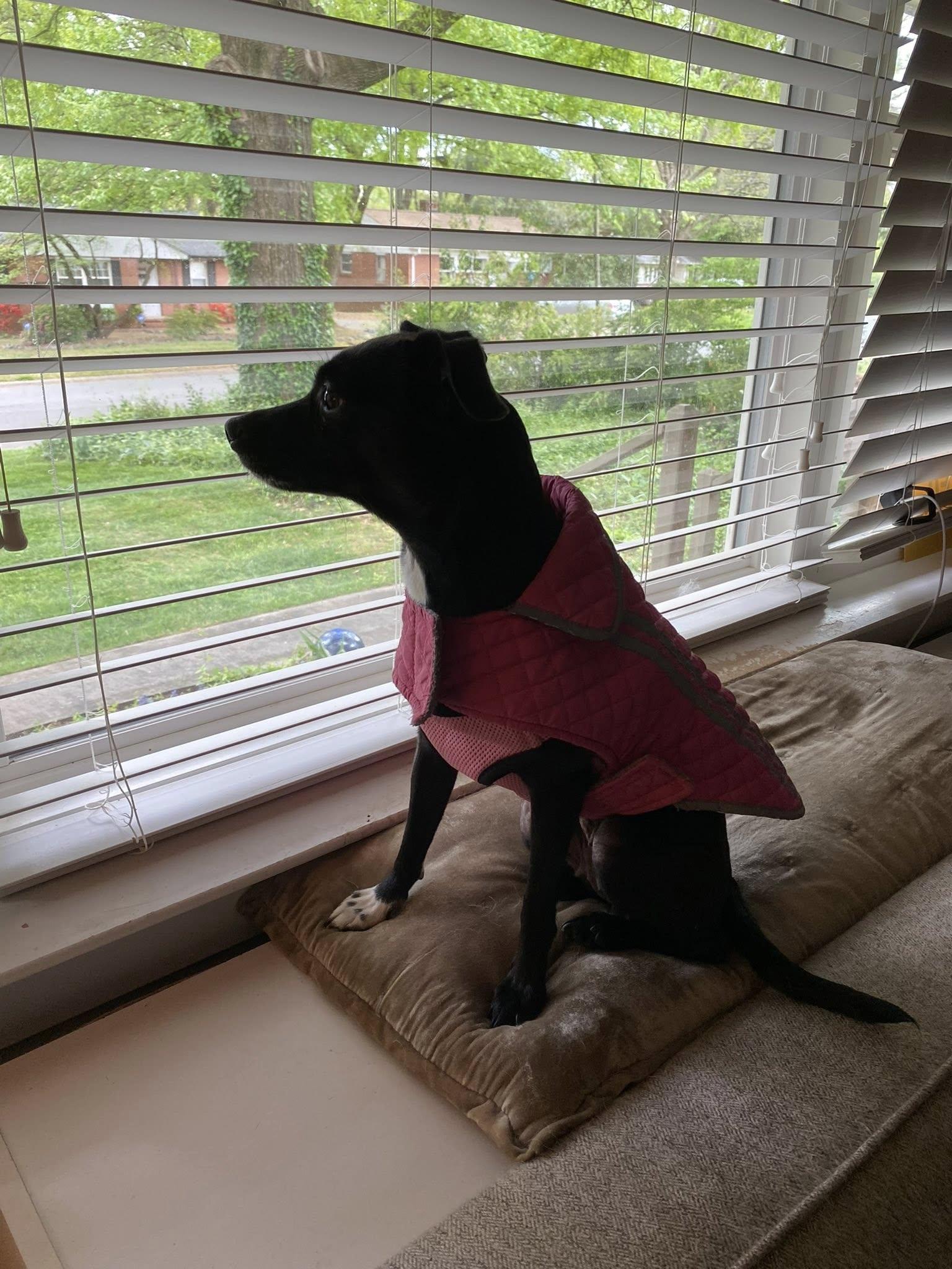 Olive, ADOPTABLE, Adult Female Chihuahua.