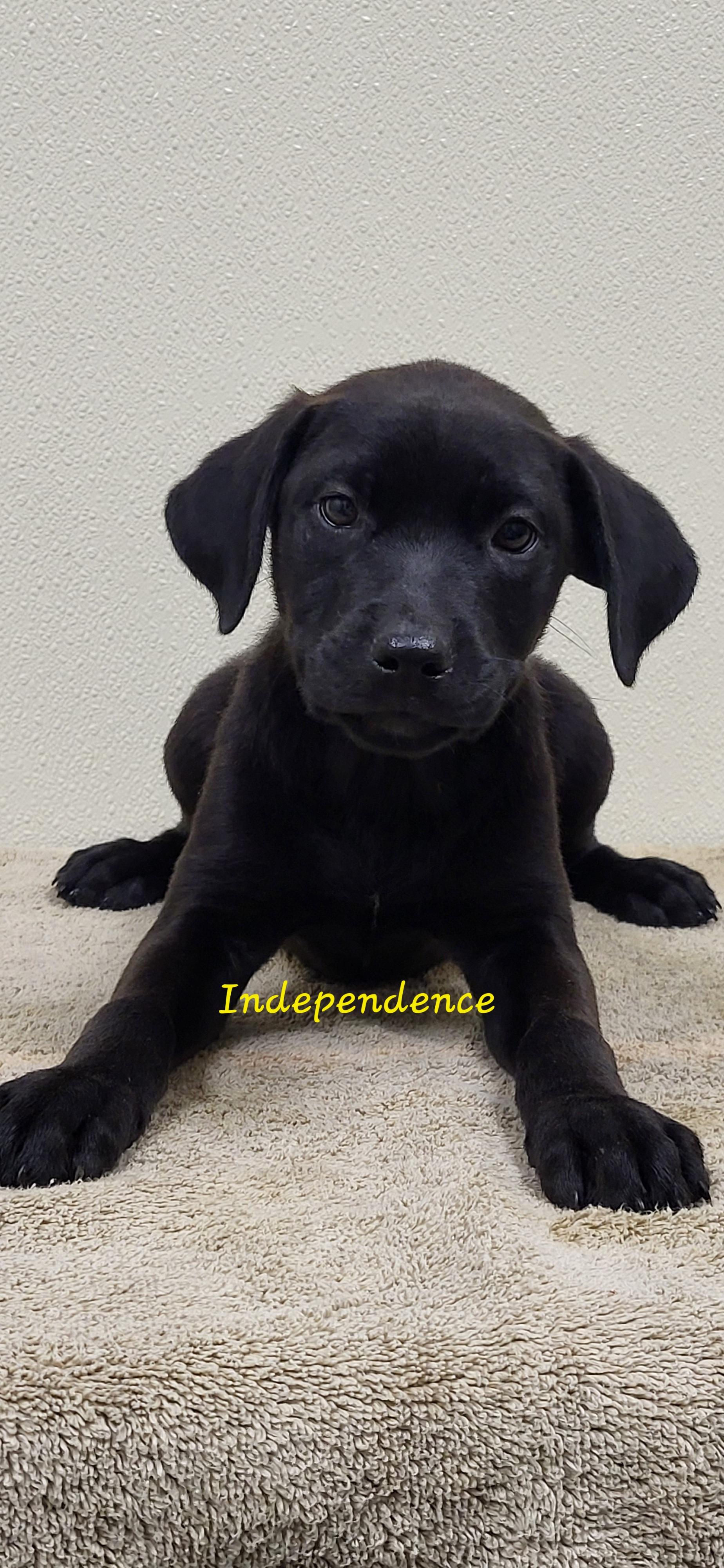 Enlarge Independence, a ADOPTABLE mixed breed in Marion, MS image 1/1
