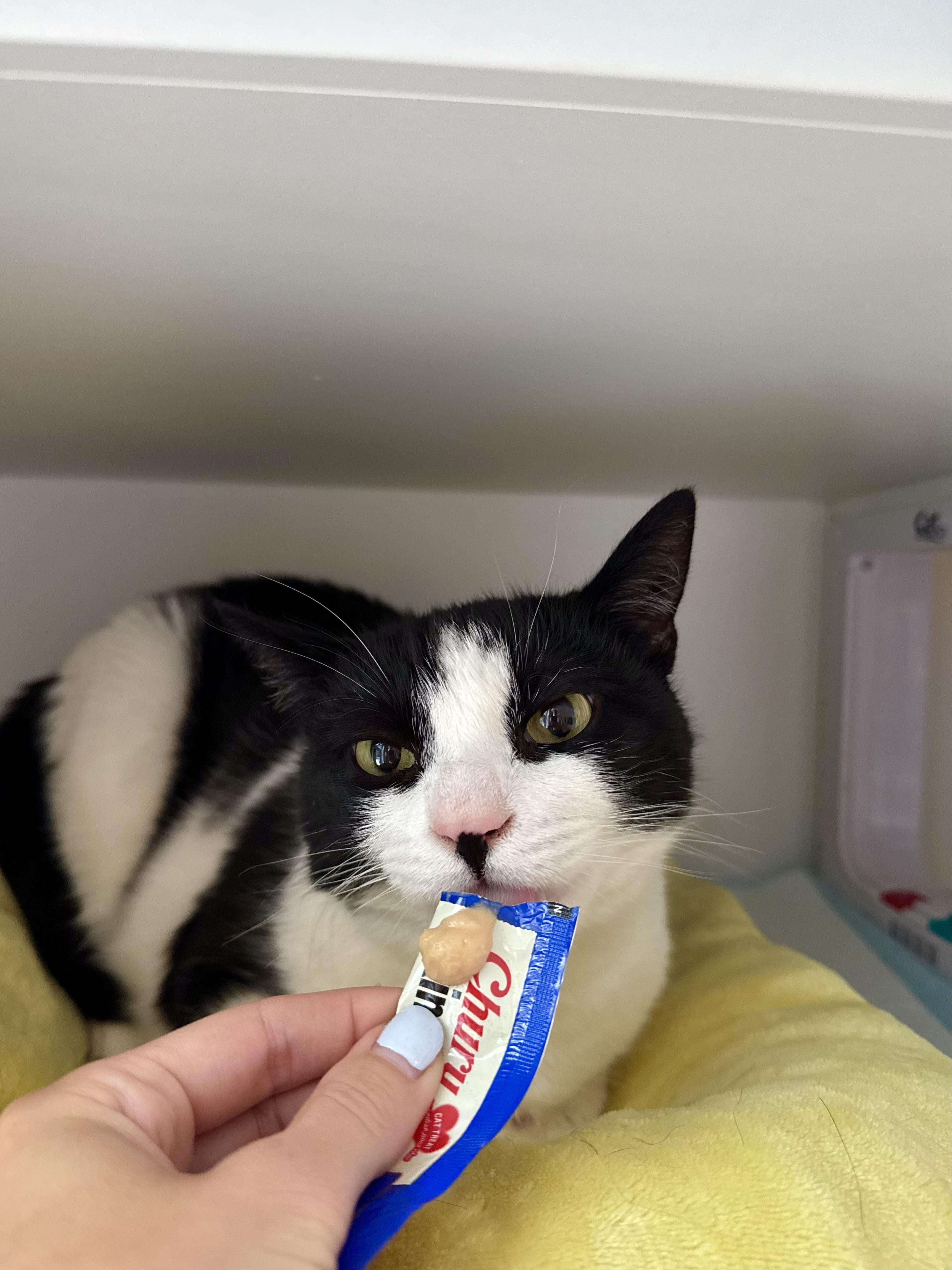 Enlarge Domino, a ADOPTABLE Domestic Short Hair in Ramsey, NJ image 3/6
