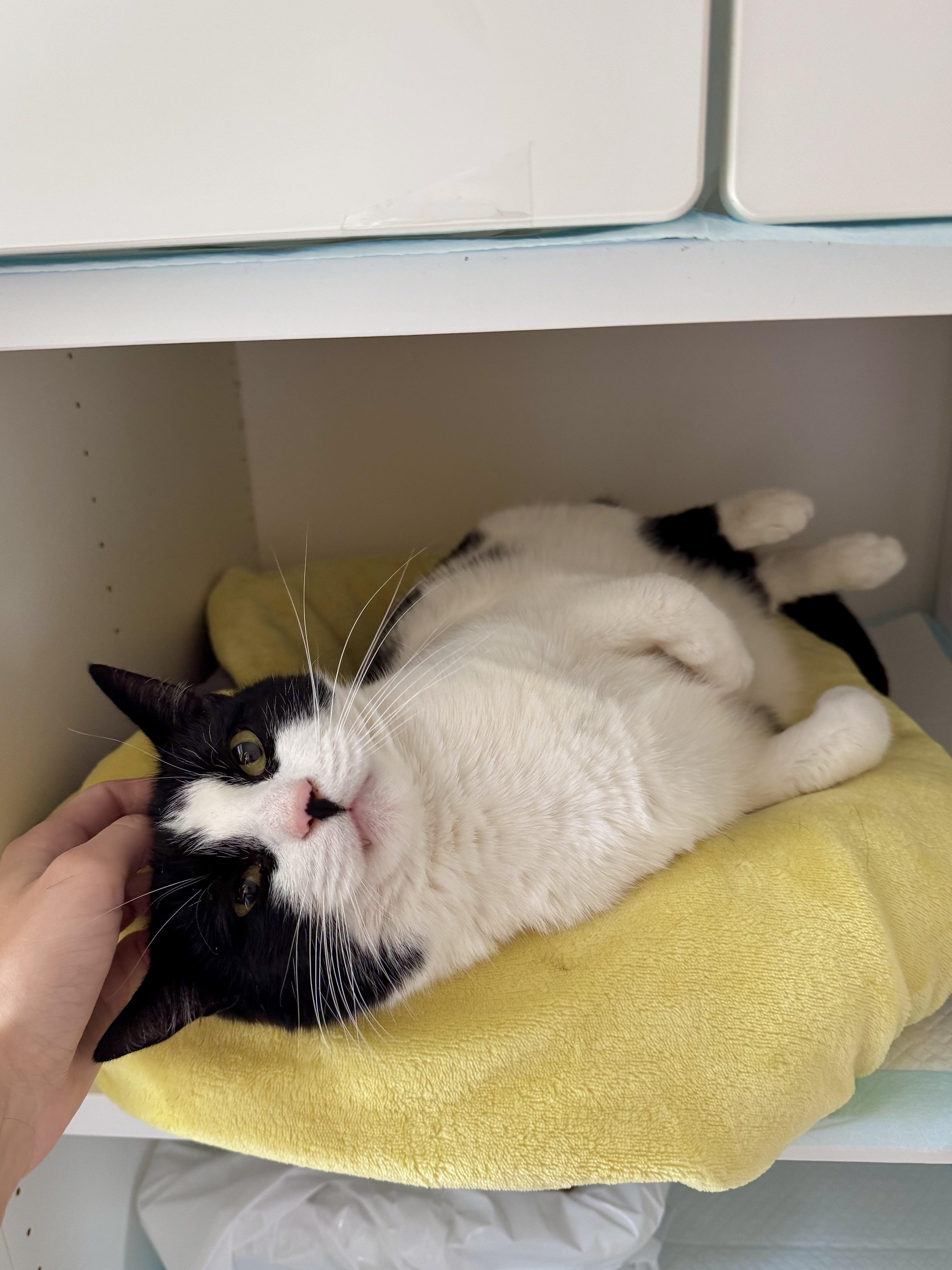Enlarge Domino, a ADOPTABLE Domestic Short Hair in Ramsey, NJ image 2/6