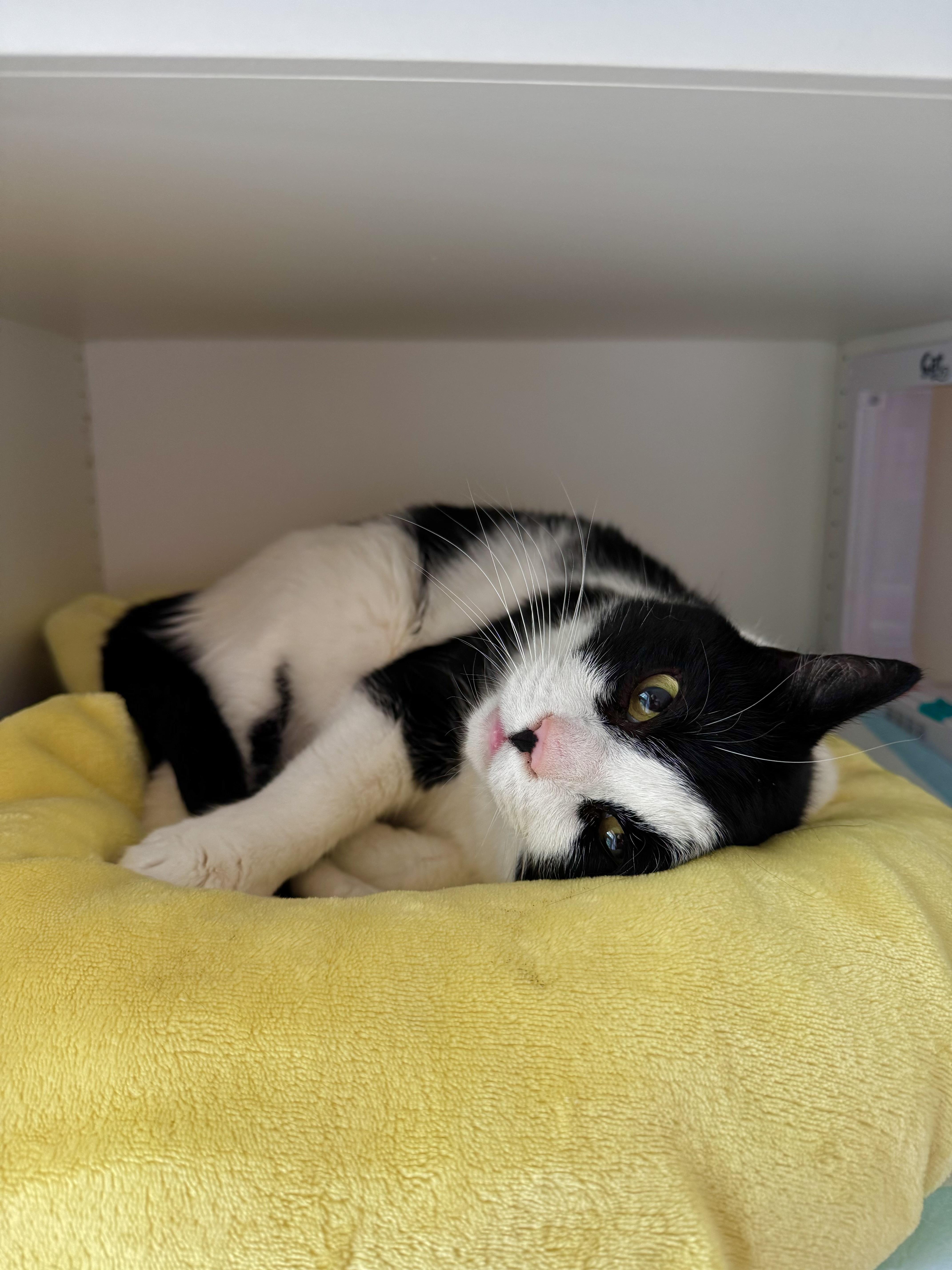 Enlarge Domino, a ADOPTABLE Domestic Short Hair in Ramsey, NJ image 1/6
