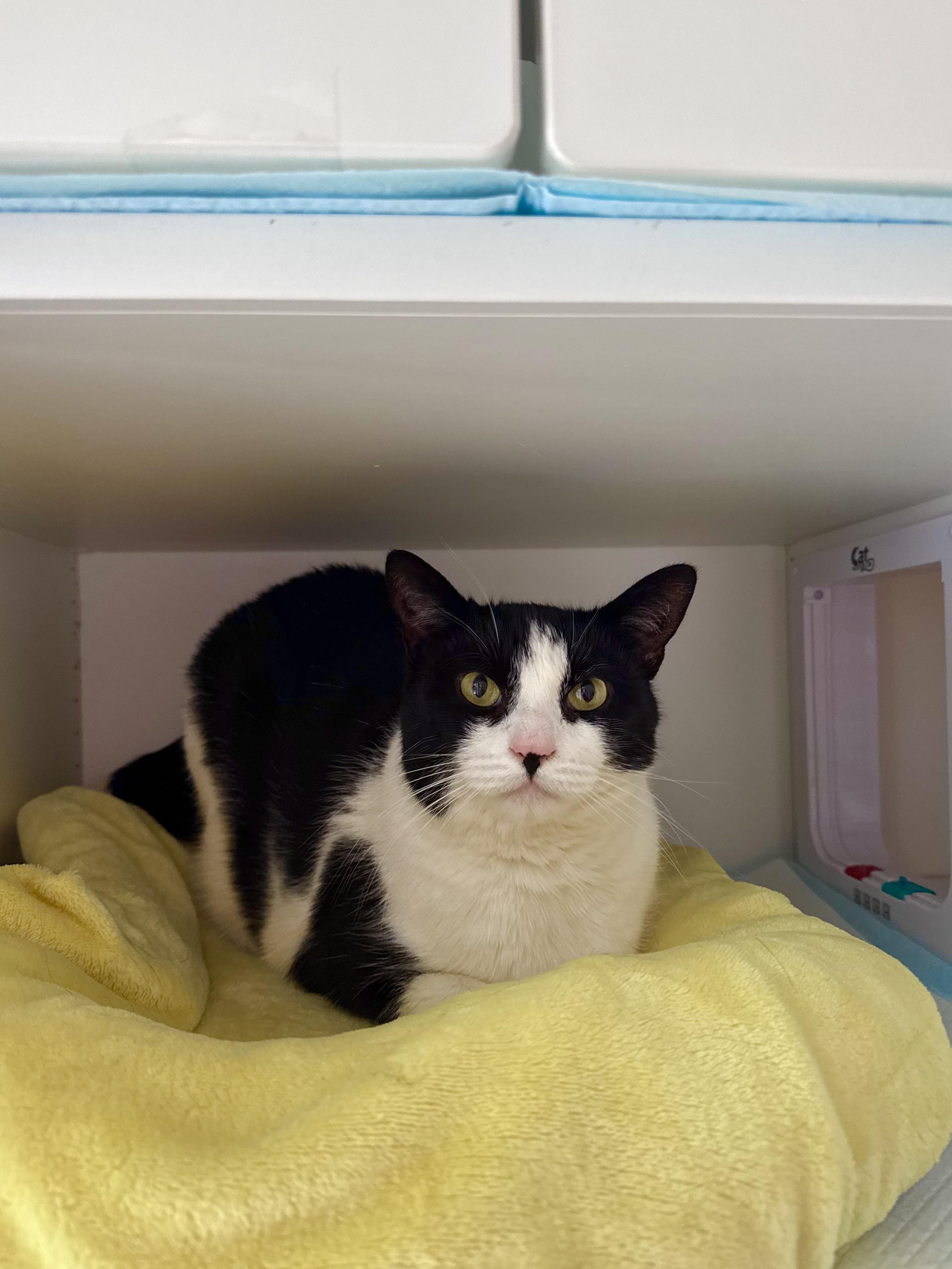 Enlarge Domino, a ADOPTABLE Domestic Short Hair in Ramsey, NJ image 5/6