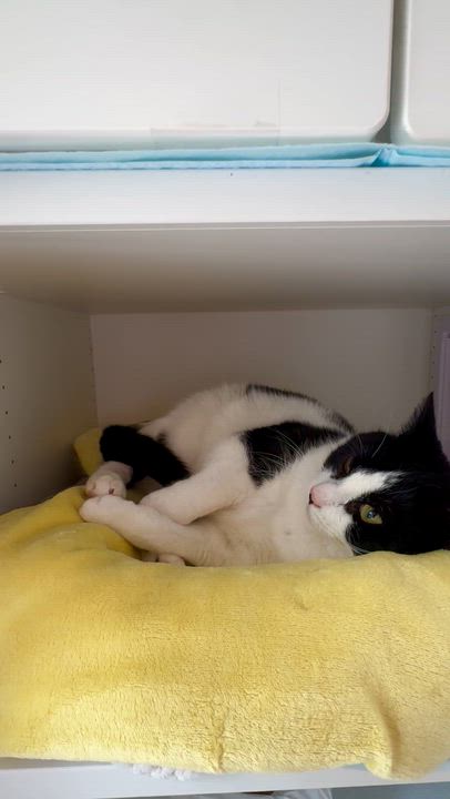 Enlarge Domino, a ADOPTABLE Domestic Short Hair in Ramsey, NJ video 6/6