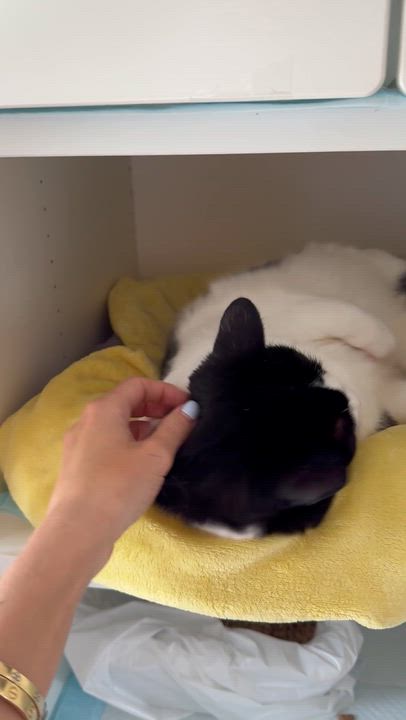 Enlarge Domino, a ADOPTABLE Domestic Short Hair in Ramsey, NJ video 4/6