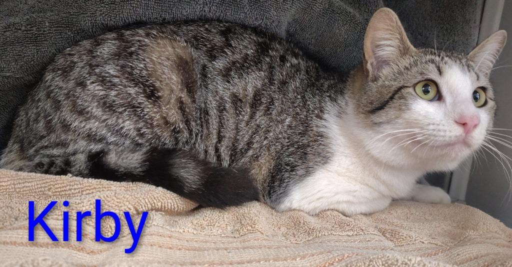 Kirby, Adopted, Kitten Male Domestic Short Hair.