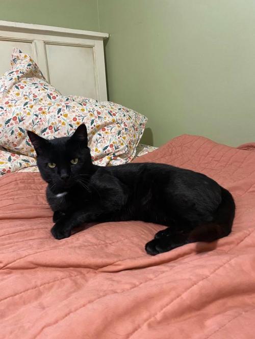 Stitch, Adoptable, Adult Male Domestic Short Hair.