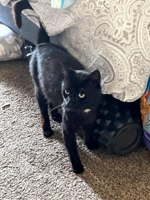 Enlarge Stitch, a Adoptable Domestic Short Hair in Lake Grove, NY image 2/4