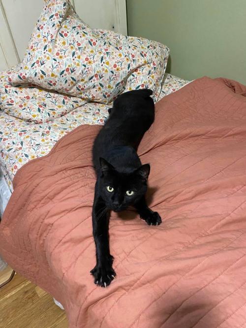 Enlarge Stitch, a Adoptable Domestic Short Hair in Lake Grove, NY image 3/4