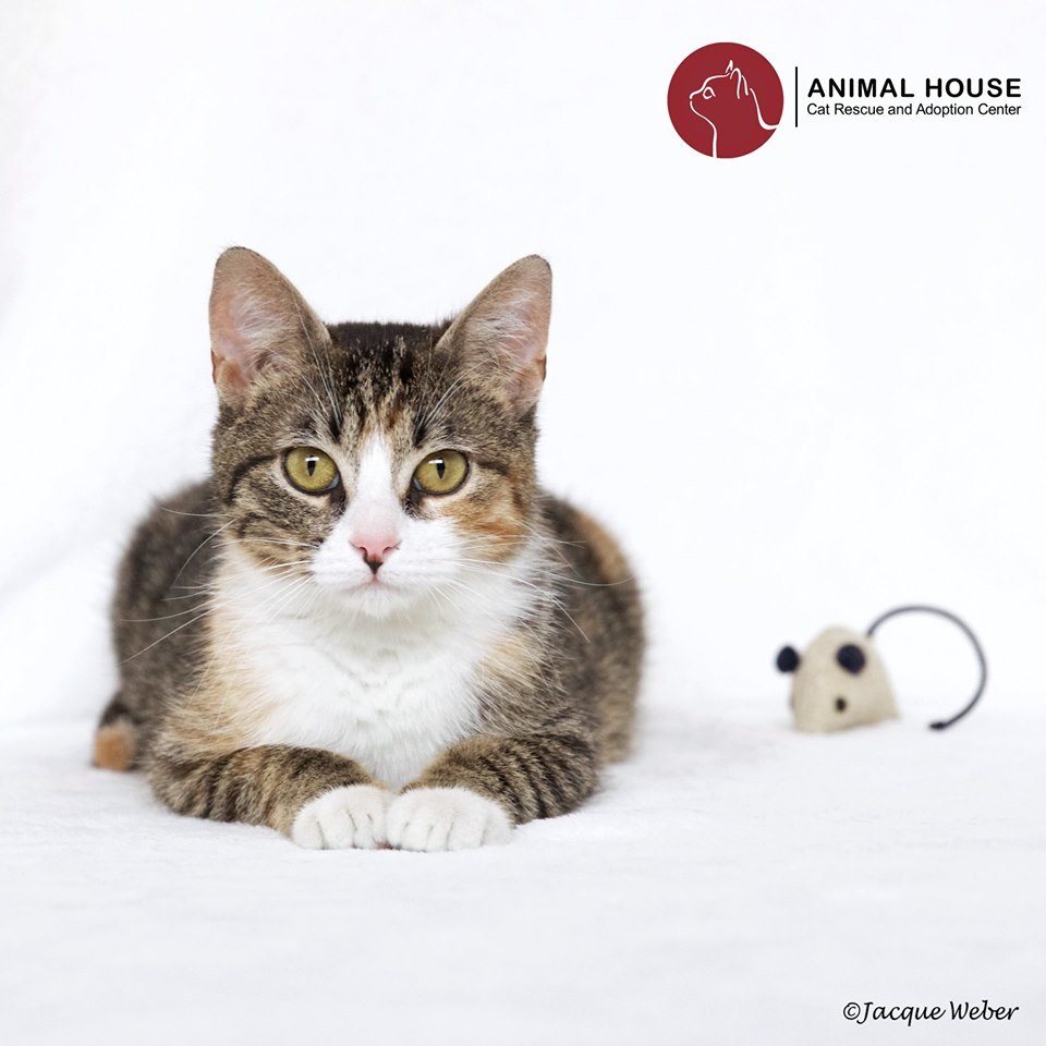 Sassafras, a Adoptable Domestic Short Hair in St. Louis, MO image 1/2