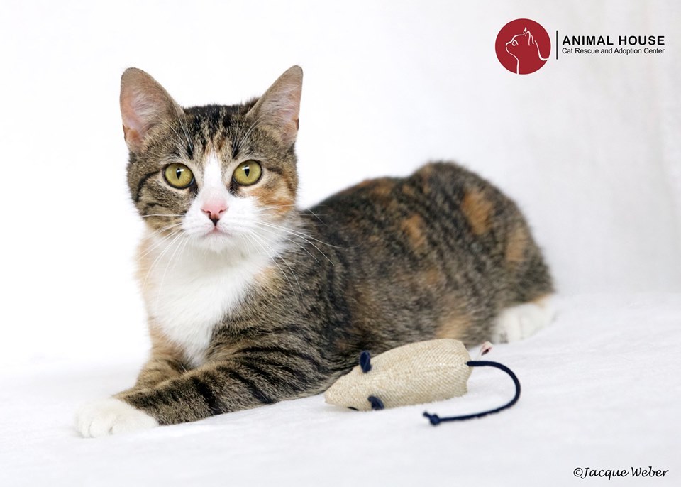 Sassafras, a Adoptable Domestic Short Hair in St. Louis, MO image 2/2