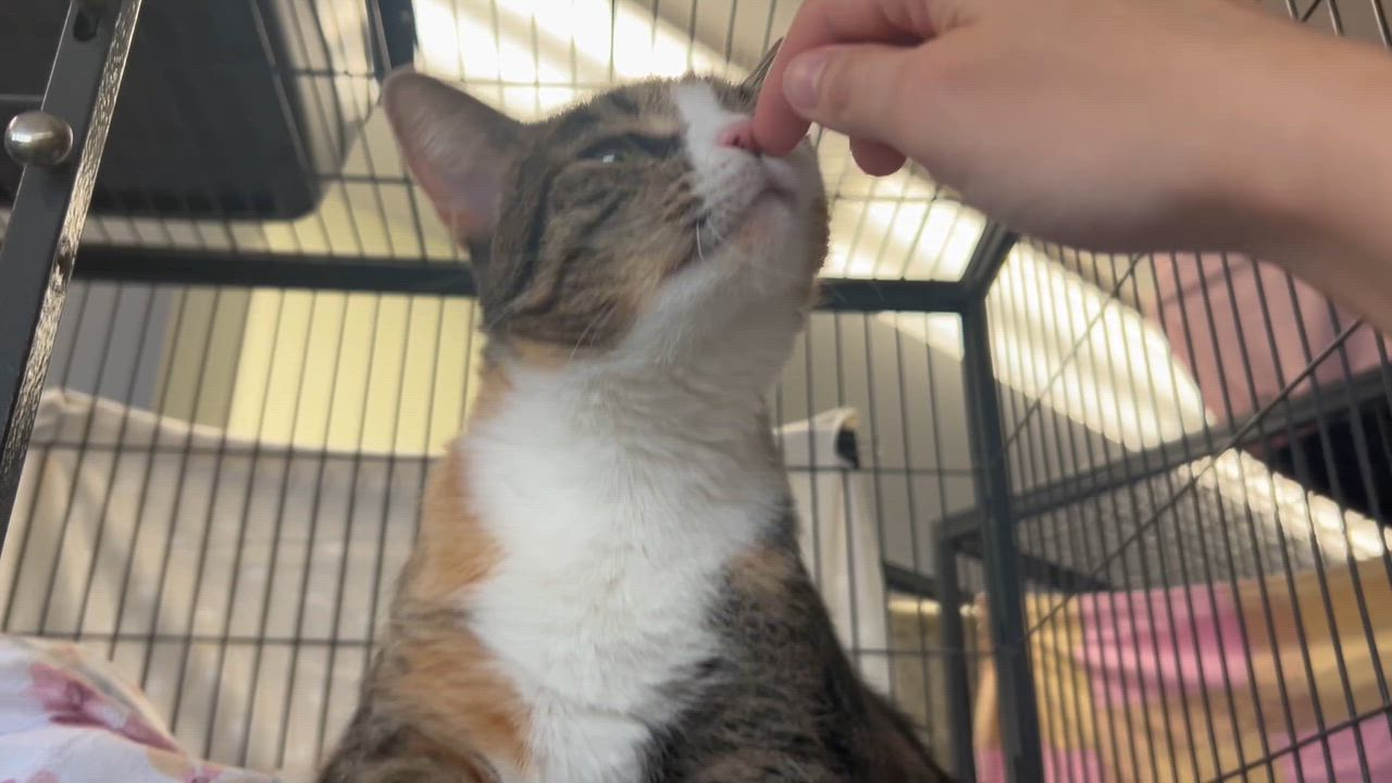 Enlarge Sassafras, a Adoptable Domestic Short Hair in St. Louis, MO video 2/3