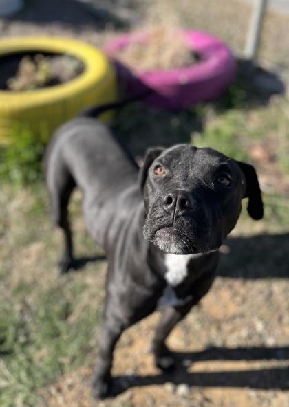 Spyder — thumbnail 2