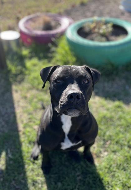 Spyder — thumbnail 3