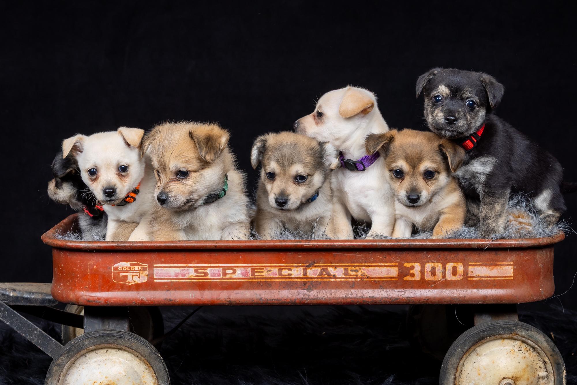 Jolene, a Adopted mixed breed in Salem, OR image 1/2