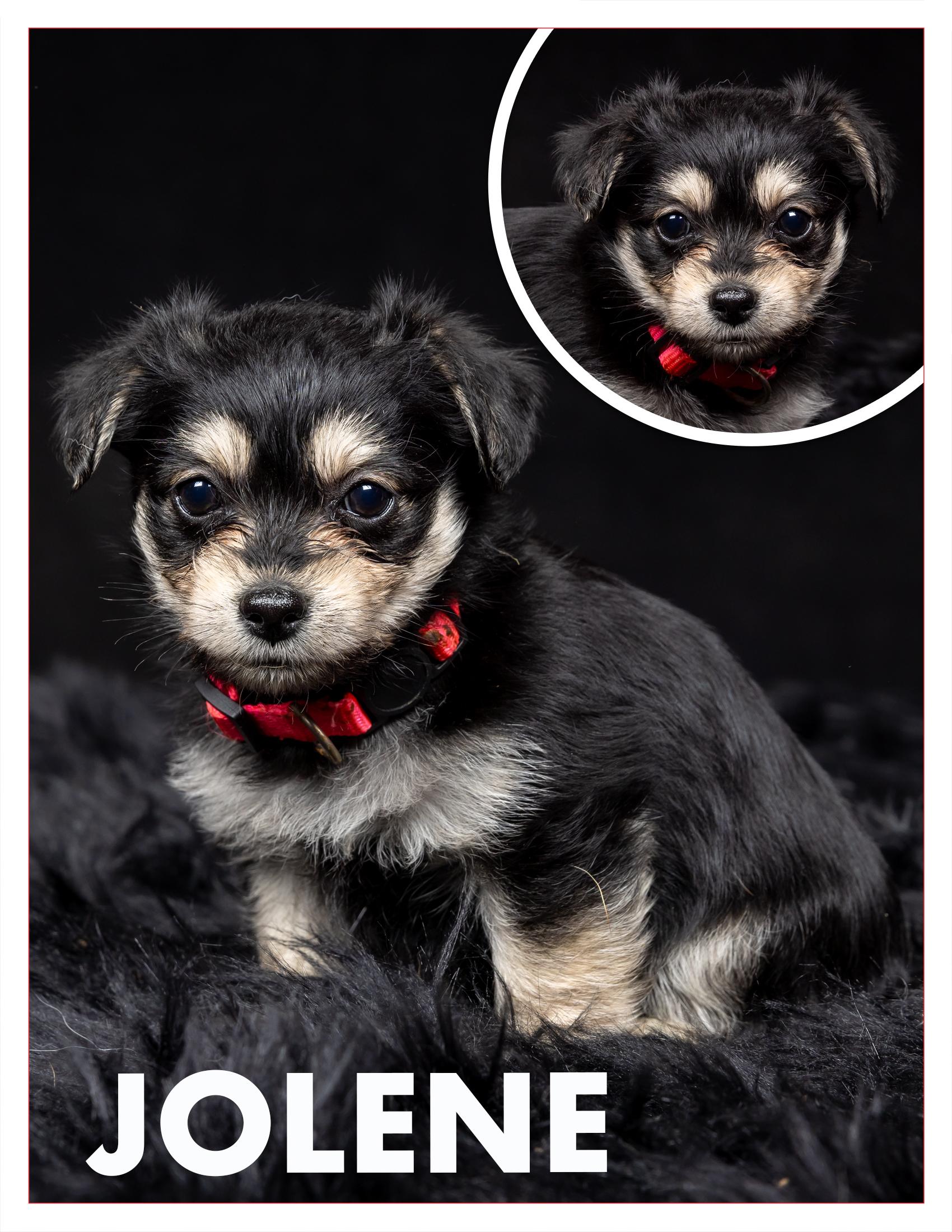 Jolene, a Adopted mixed breed in Salem, OR image 2/2