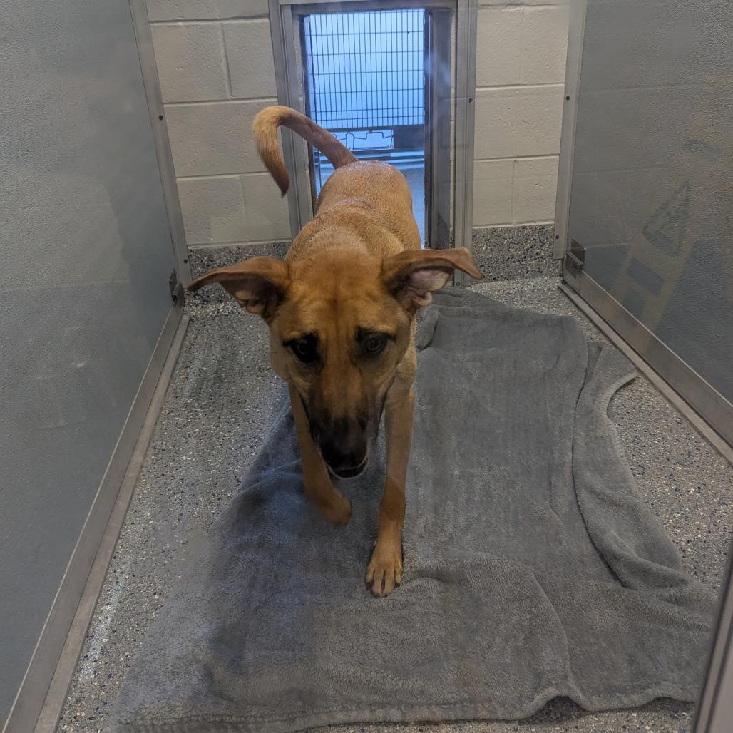 Danny, a Adoptable mixed breed in Charlottesville, VA image 1/5